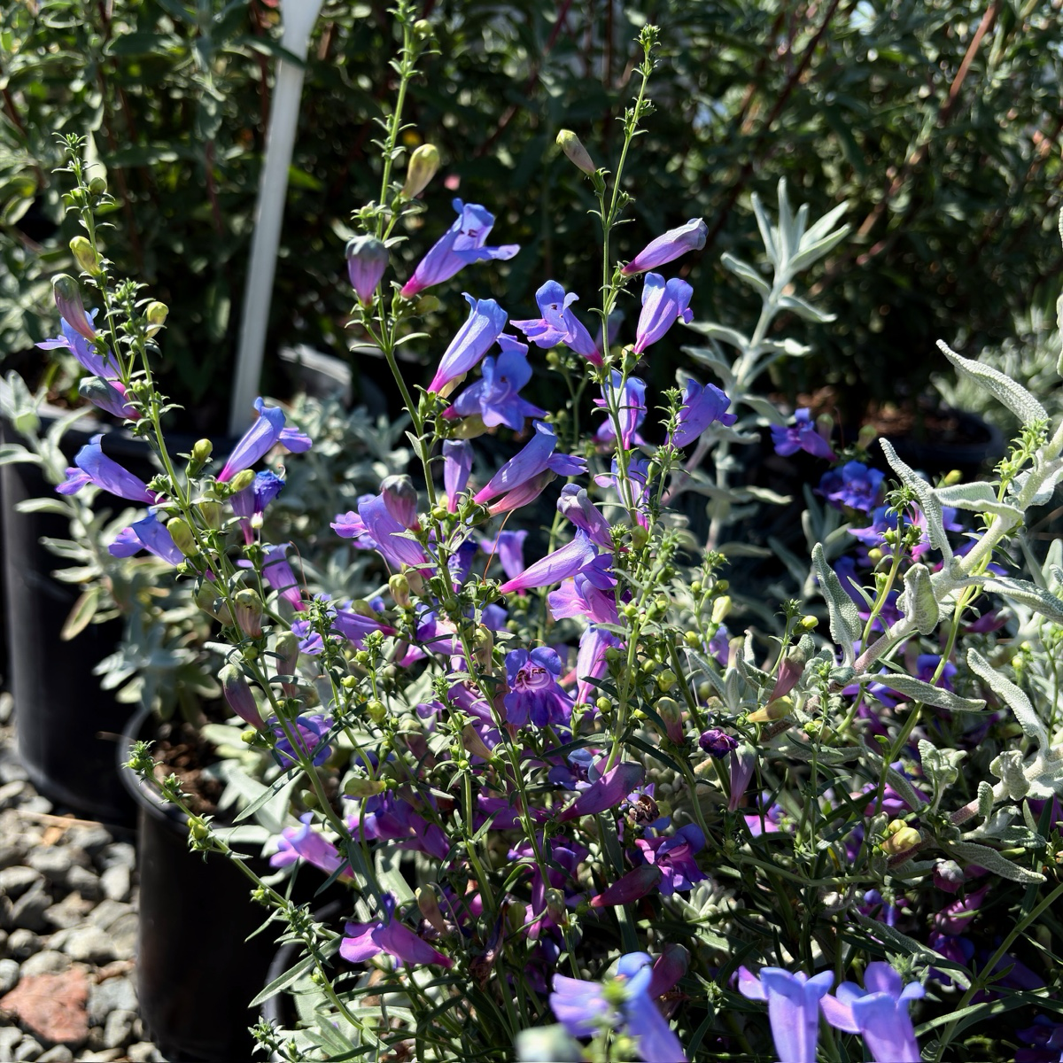 bop plants Margarita BOP Penstemon (Penstemon heterophyllus 'Margarita BOP')