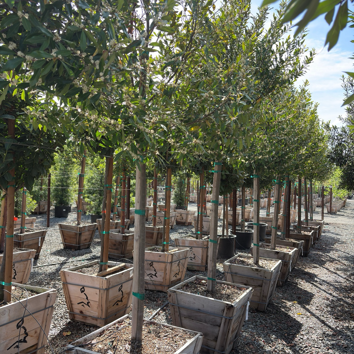Compact Carolina Cherry Laurel