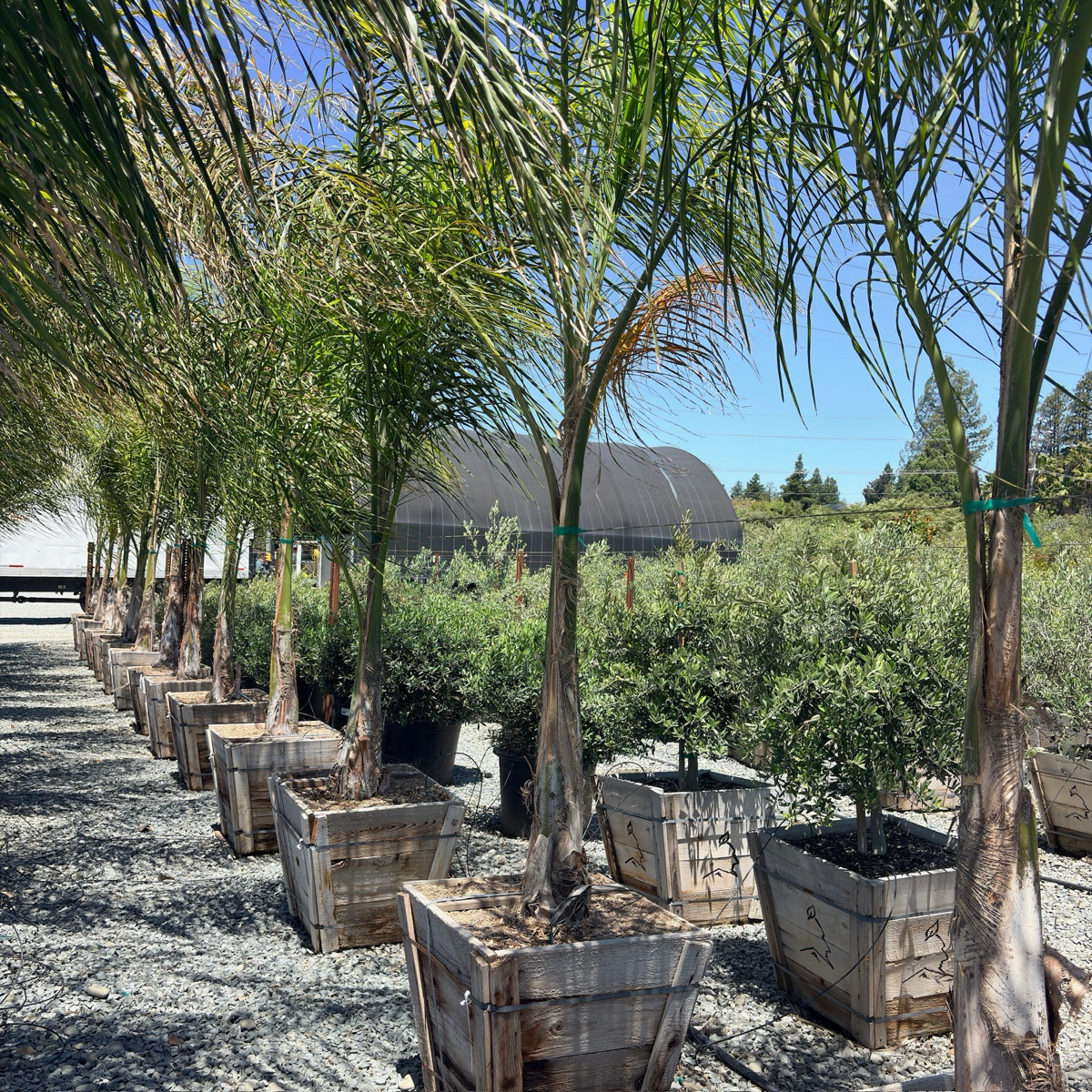 queen palm companion plants Queen Palm