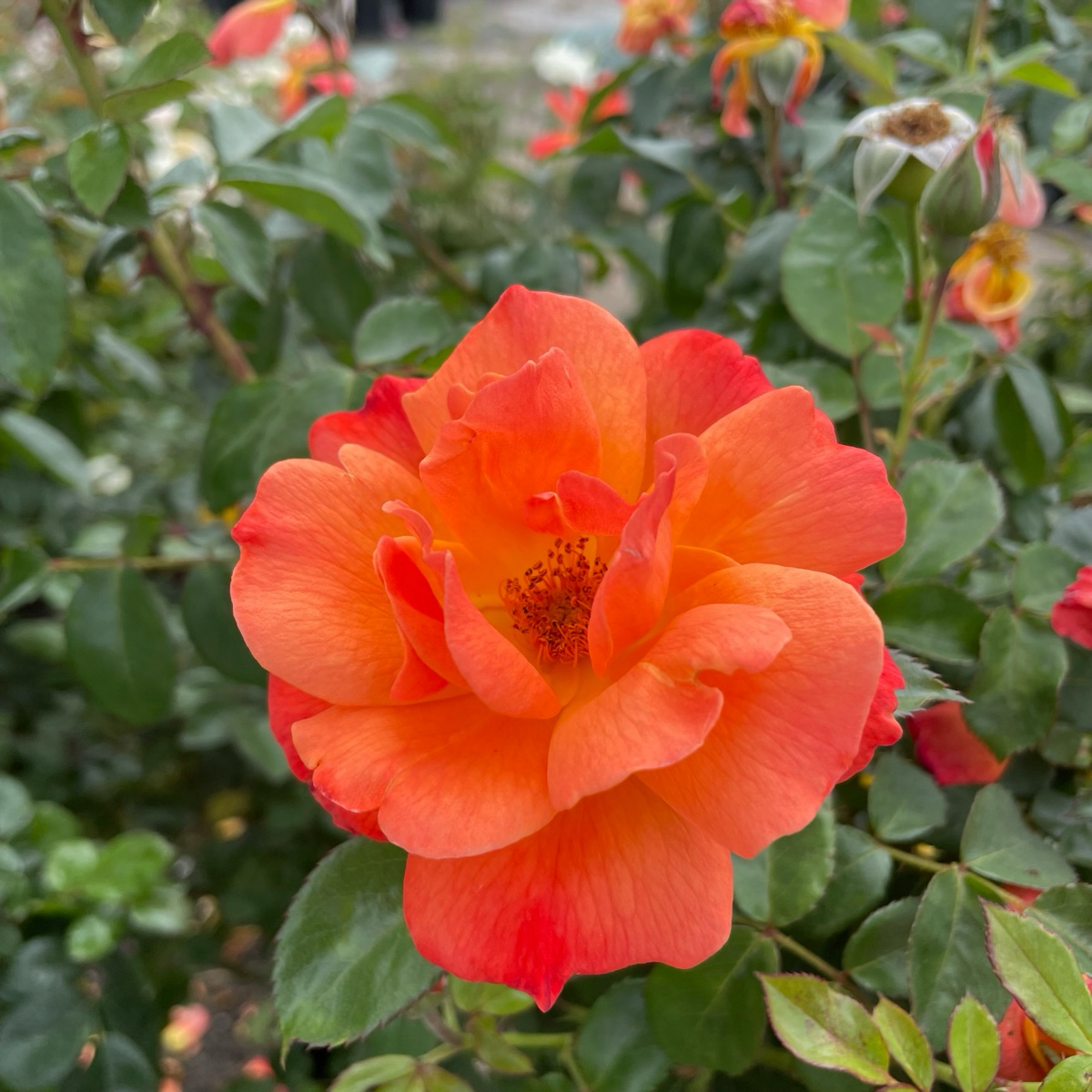 Livin' Easy Rose (Rosa 'Fryabun') | Floribunda Rose – Victory Nursery