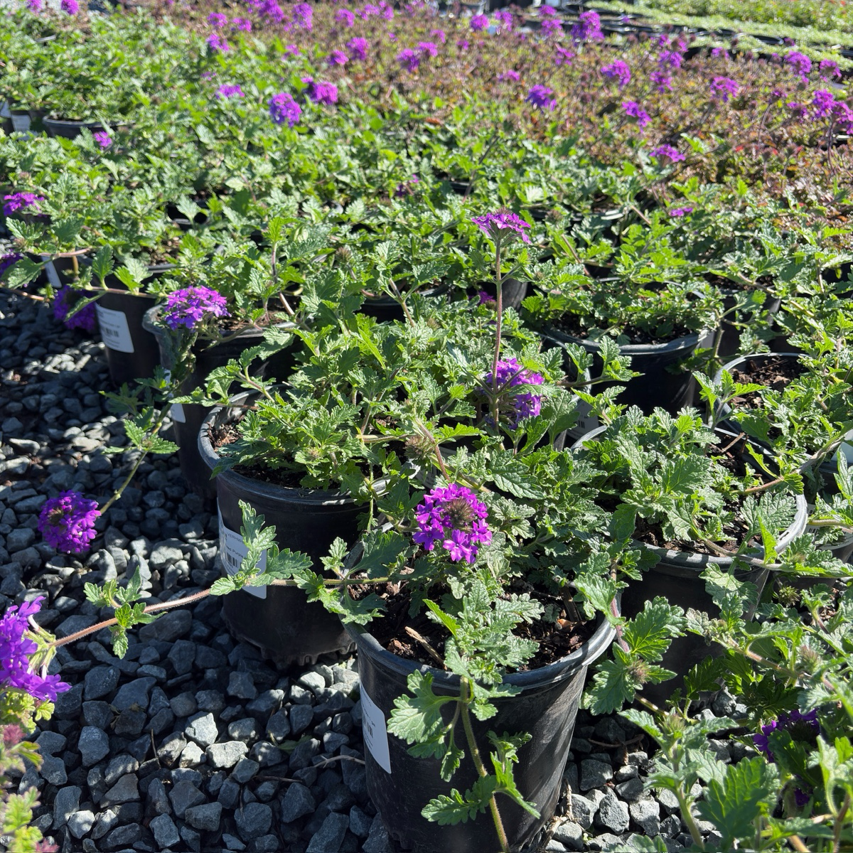 Homestead Purple Verbena