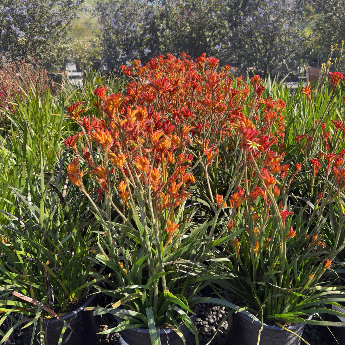 potting mix for kangaroo paws Bush Glow Kangaroo Paw