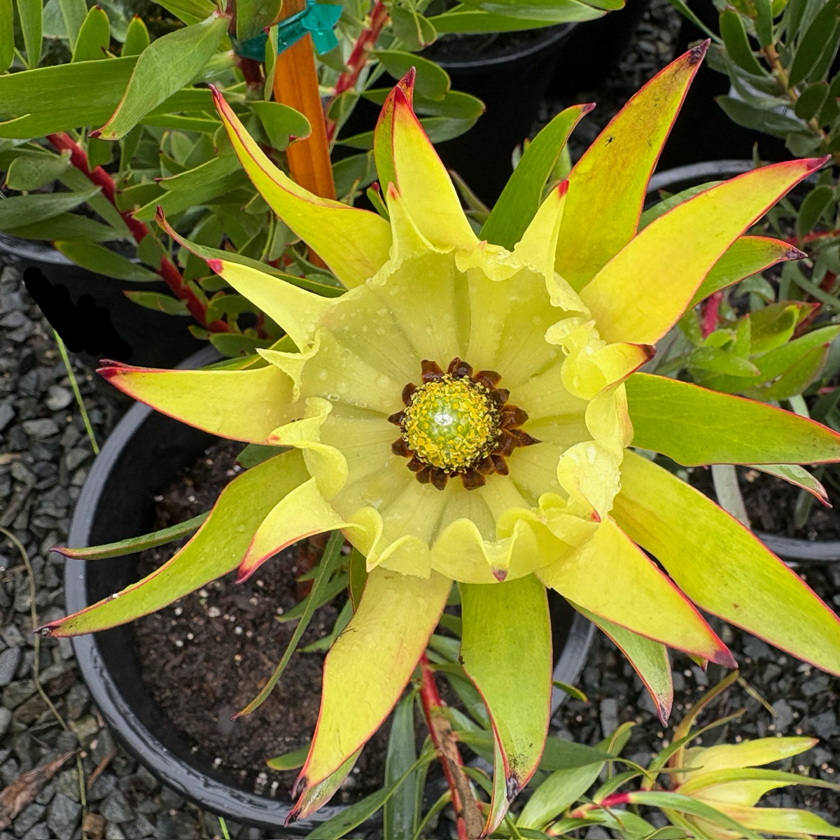 Inca Gold Cone Bush (Leucadendron)