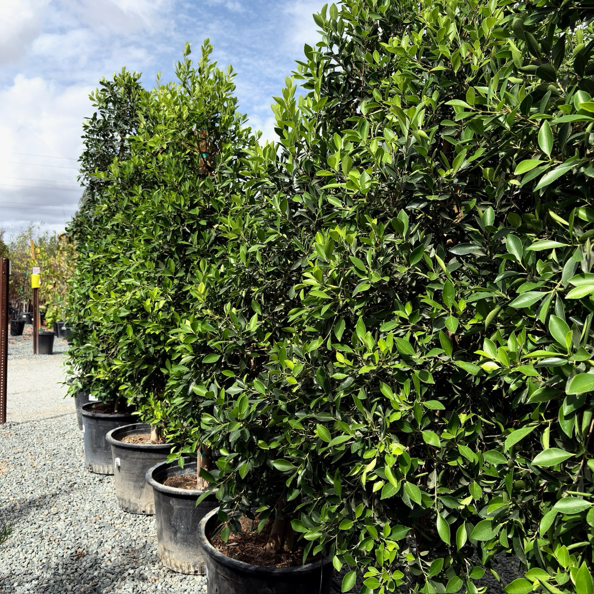 ficus hedge plants Indian Laurel Fig