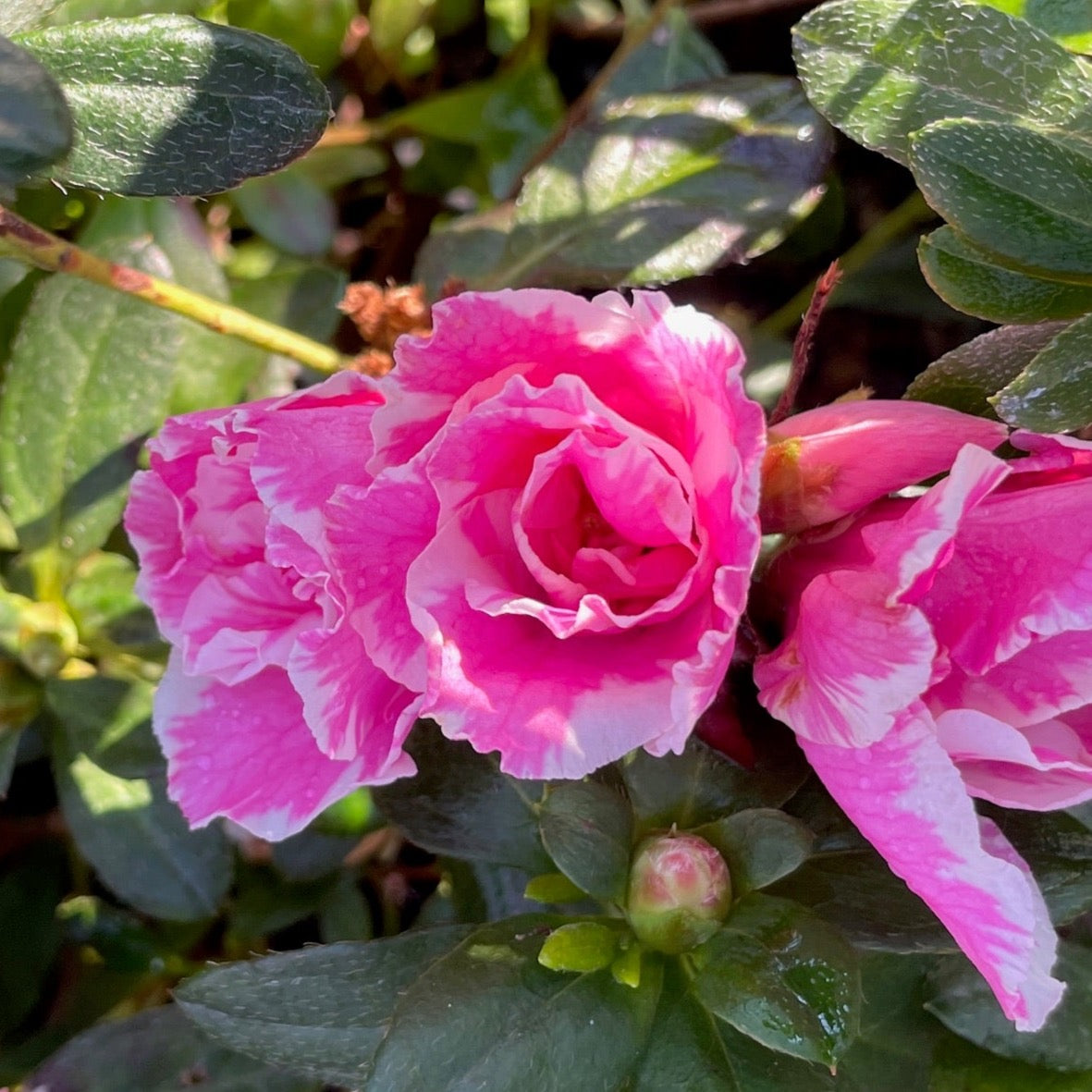 Inga Azalea | Vibrant Red-Pink Flowering Evergreen – Victory Nursery