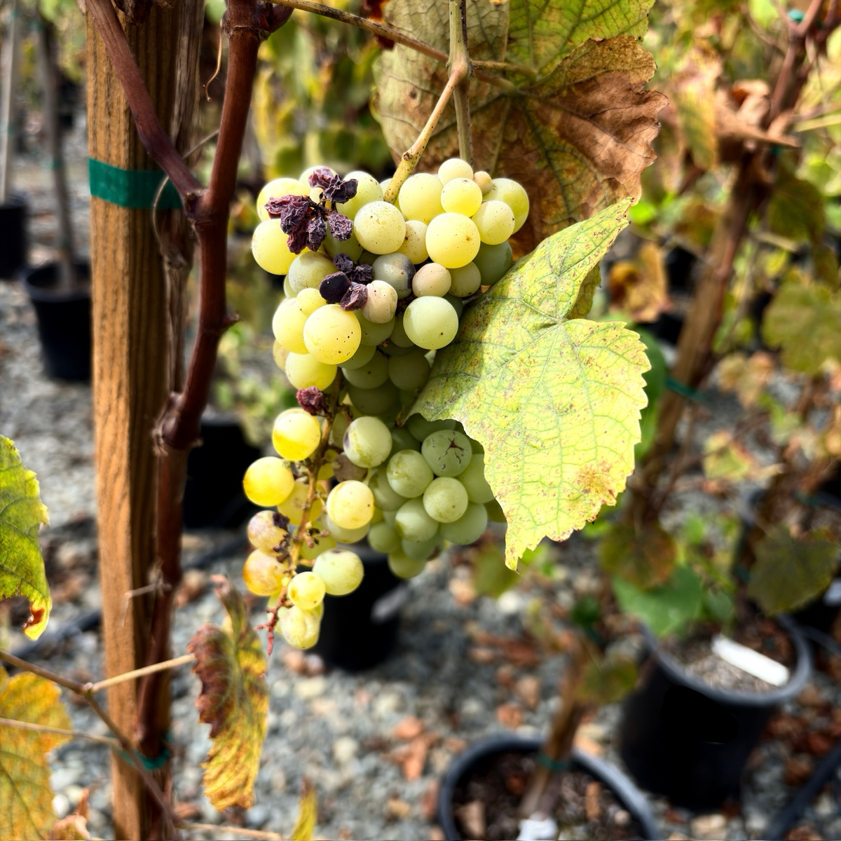 ヴィンテージ　デスク　grape bunch Interlaken Seedless Grape | Early Sweet Table Grape Vine – Victory