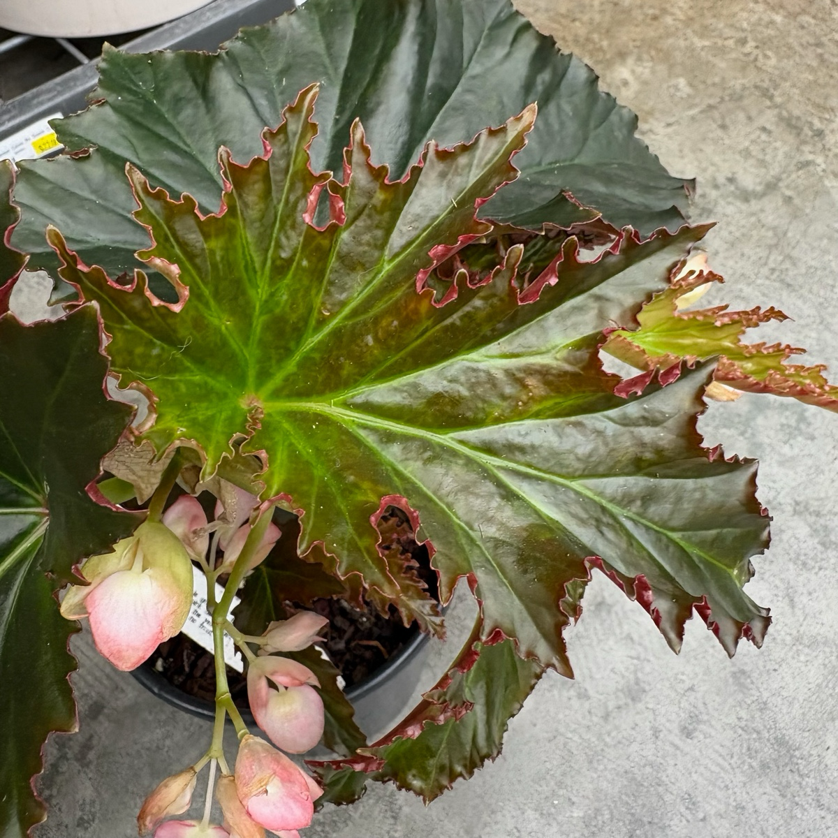 a plant nursery is having a sale. potted begonias Irene Nuss Begonia