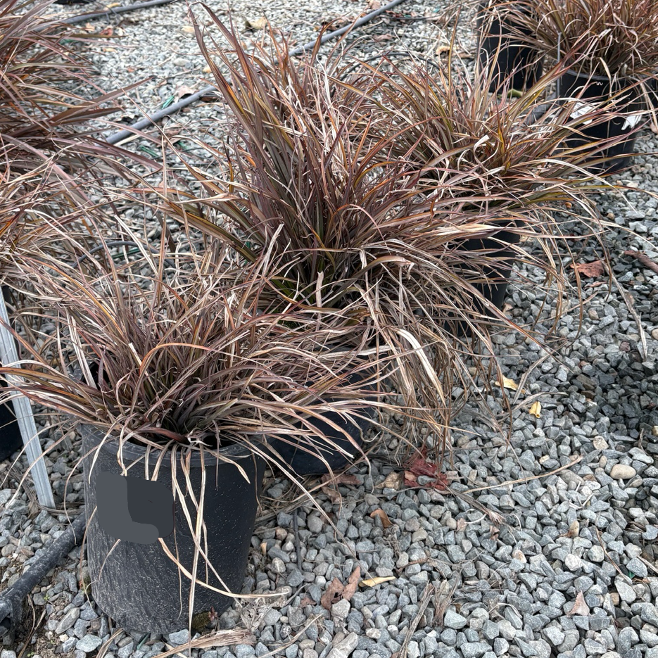 3.ポポラスフェアリースワッグ Jack Spratt New Zealand Flax | Compact Dark Bronze Foliage