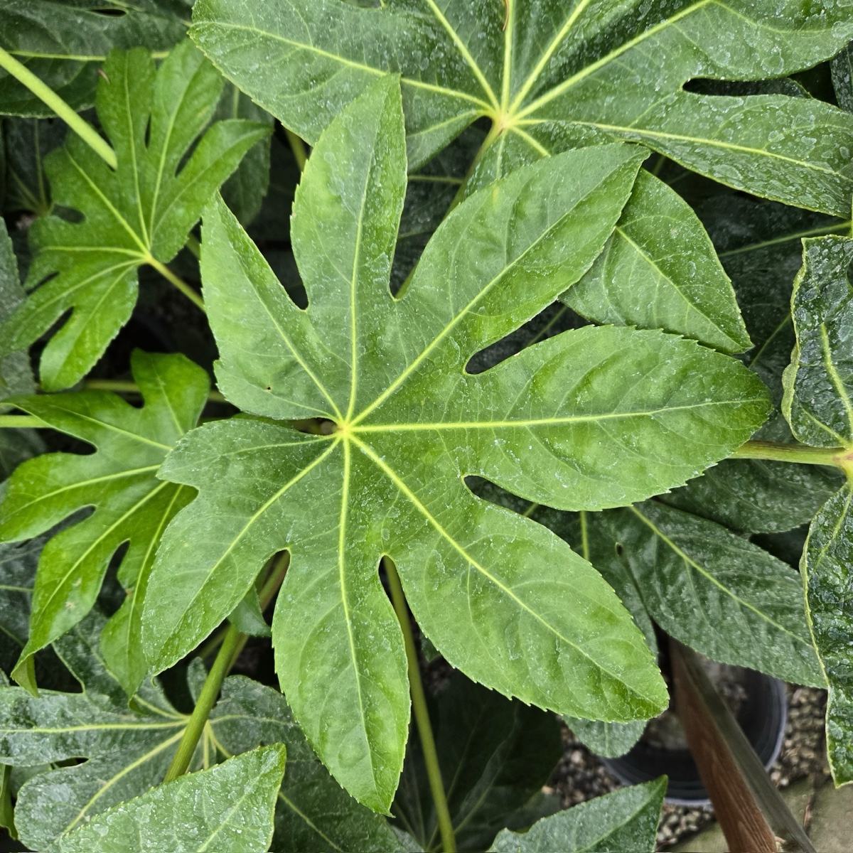 Japanese Aralia | Bold Tropical Foliage Evergreen Shrub – Victory
