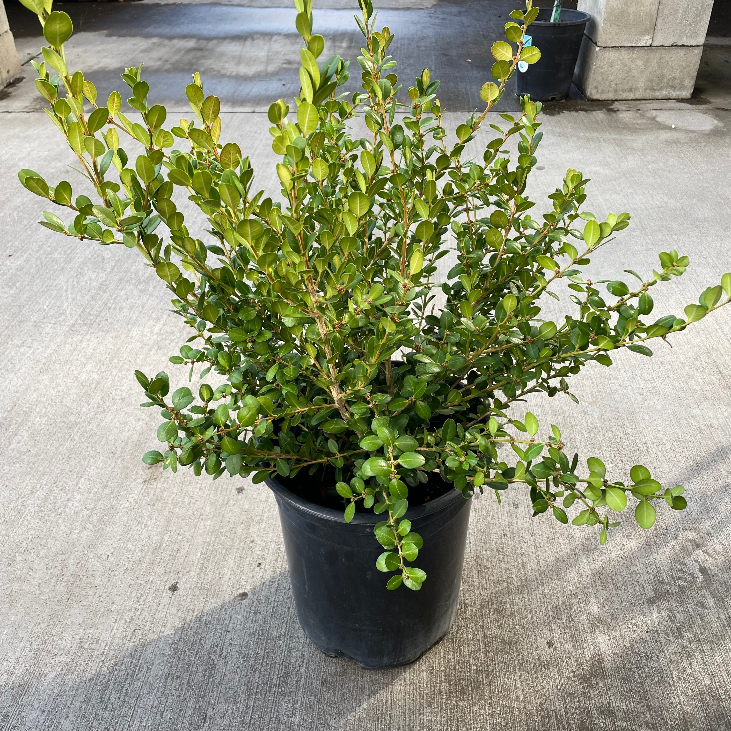 Japanese Boxwood | Hardy Compact Evergreen Shrub – Victory Nursery