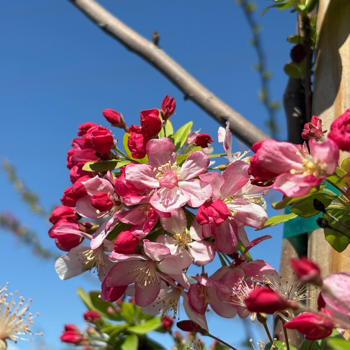 Floribunda Crabapple Tree | Profuse Pink White Blooms – Victory