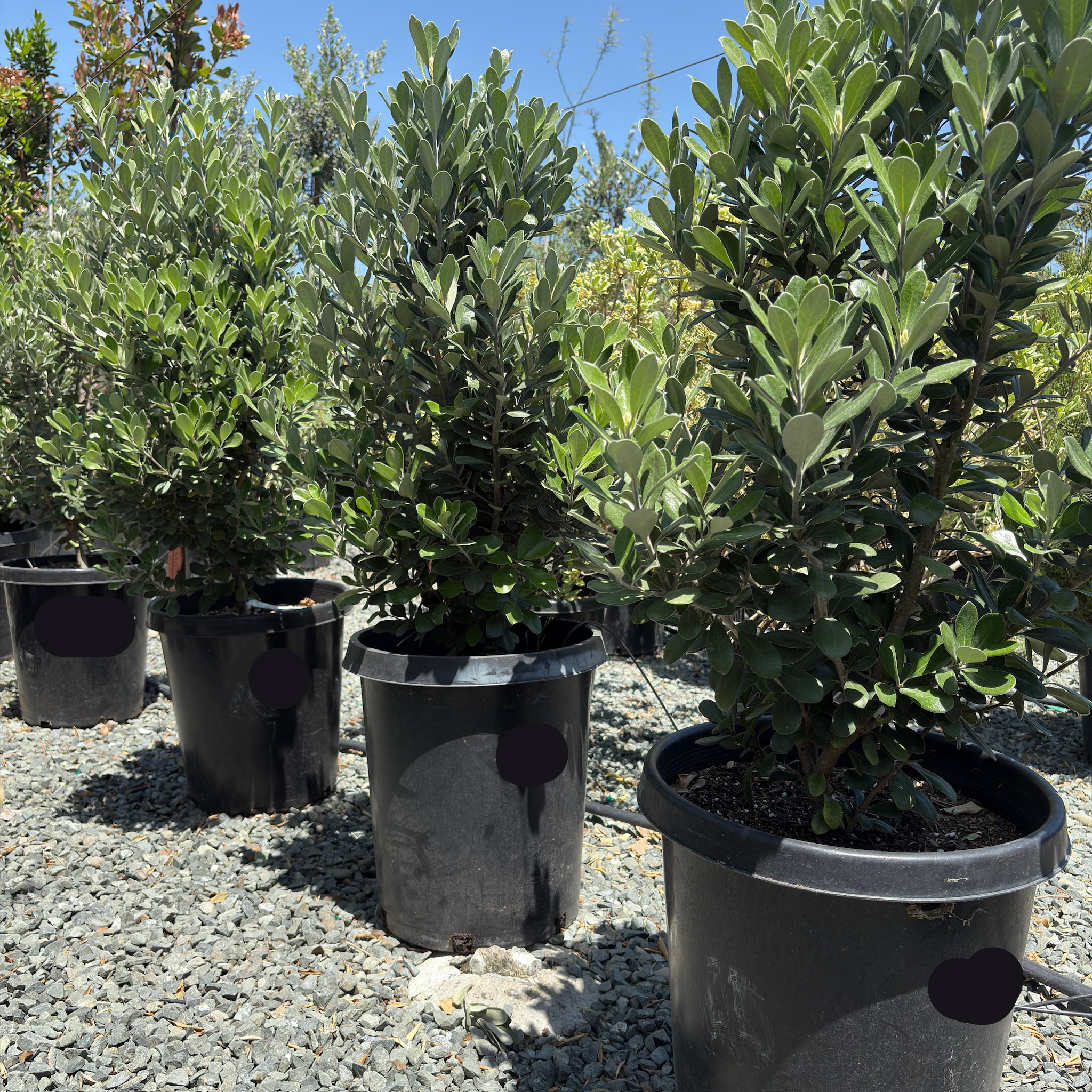 hedge plants for pots Japanese Mock Orange