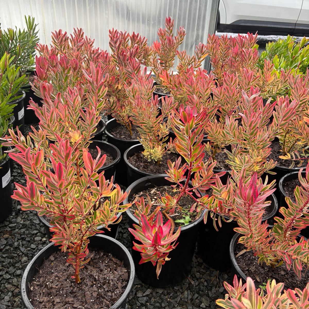protea house plant Jester Cone Bush