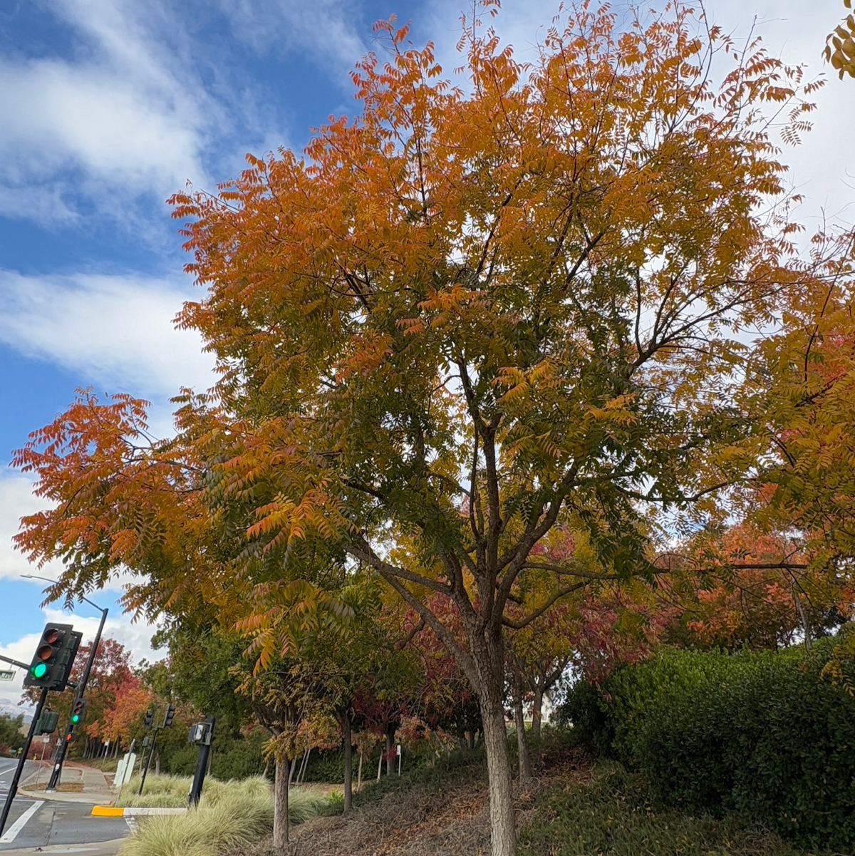 Keith Davey Chinese Pistache Tree | Improved Fall Color & Strong Form ...