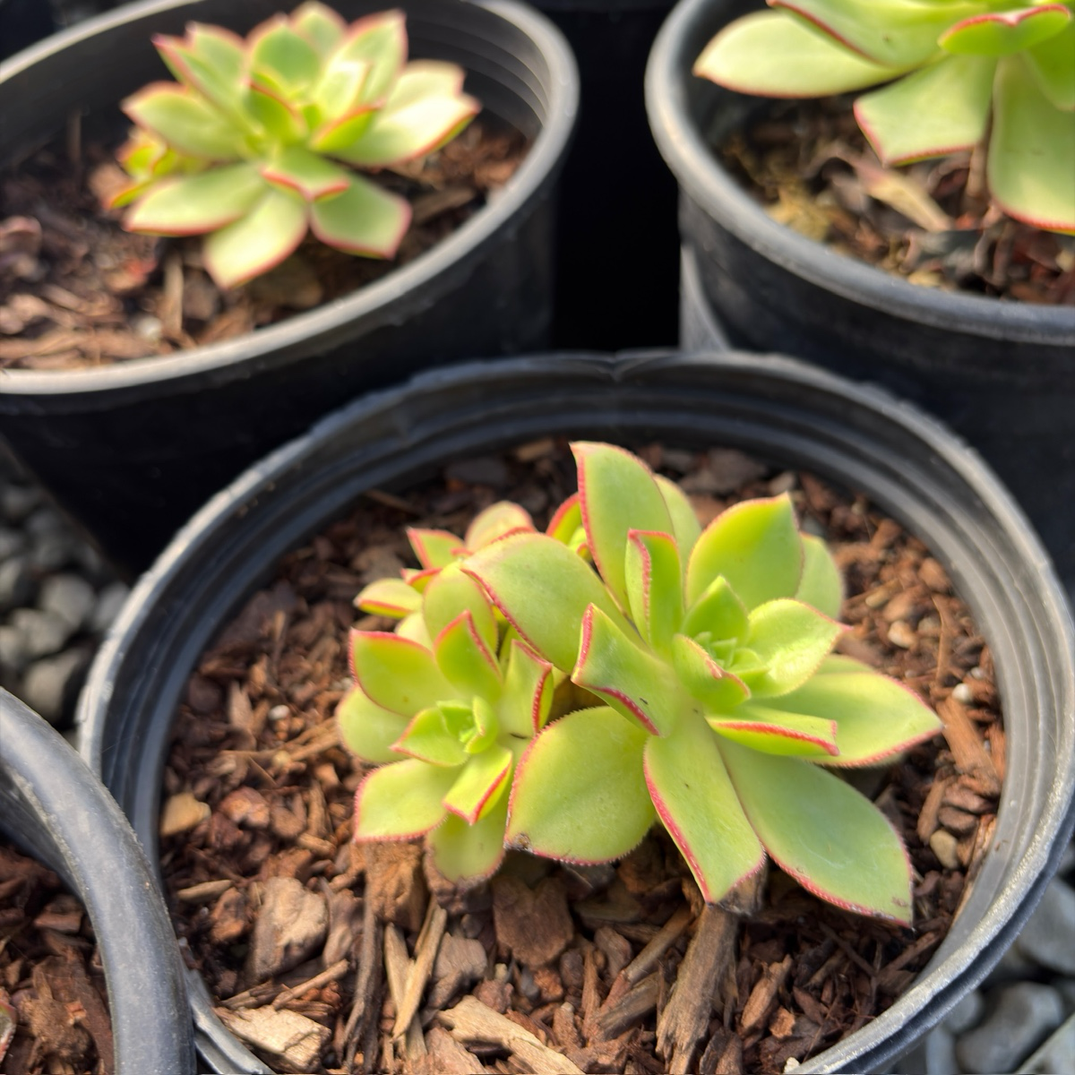 kiwi succulent plant Kiwi Aeonium