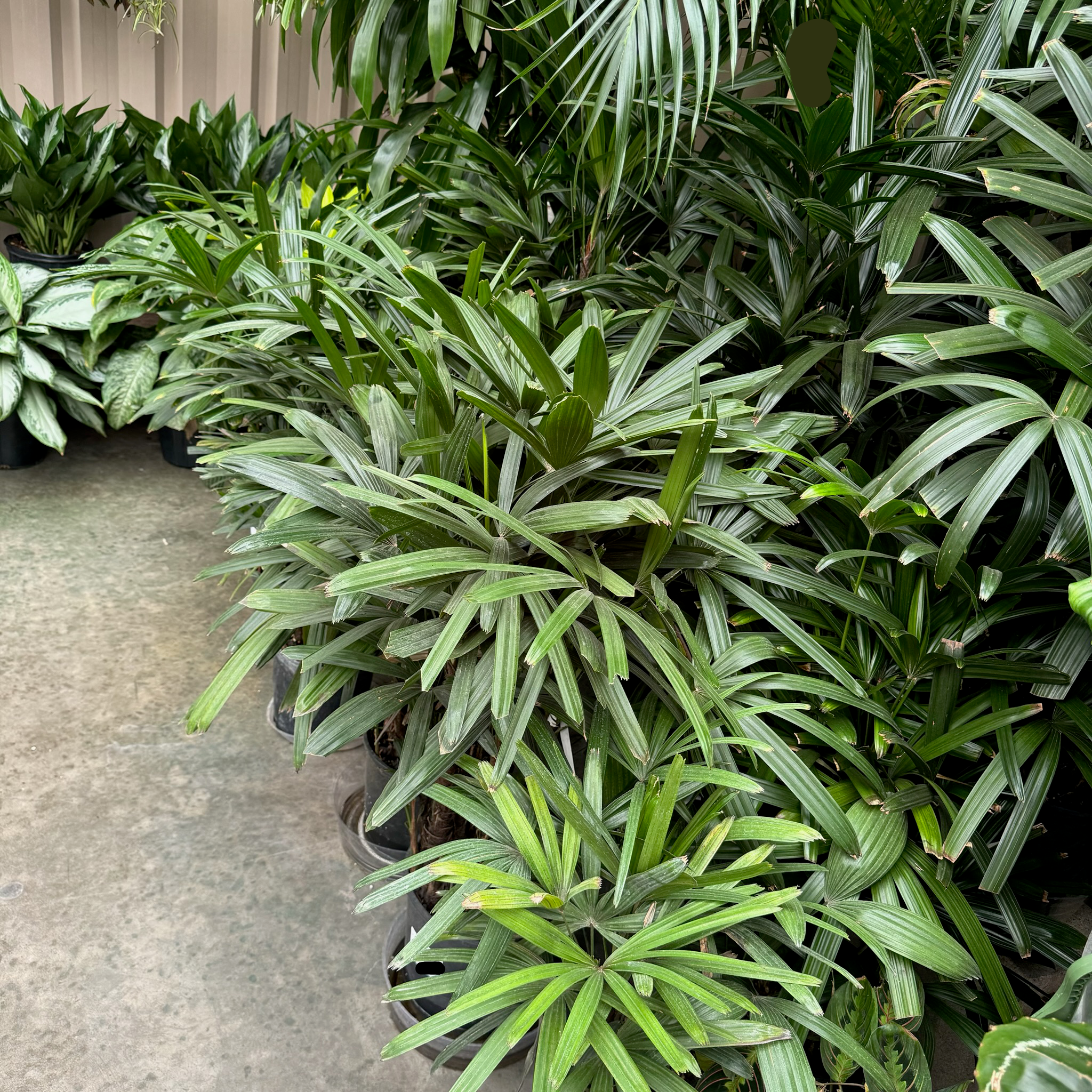 buy lady palm plant Lady Palm