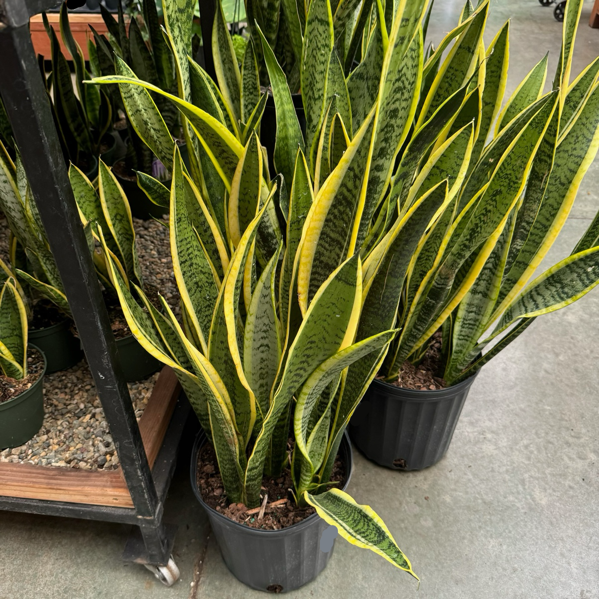 10 Inch Snake Plant Sansevieria Laurentii - Live Air Purifying Houseplant