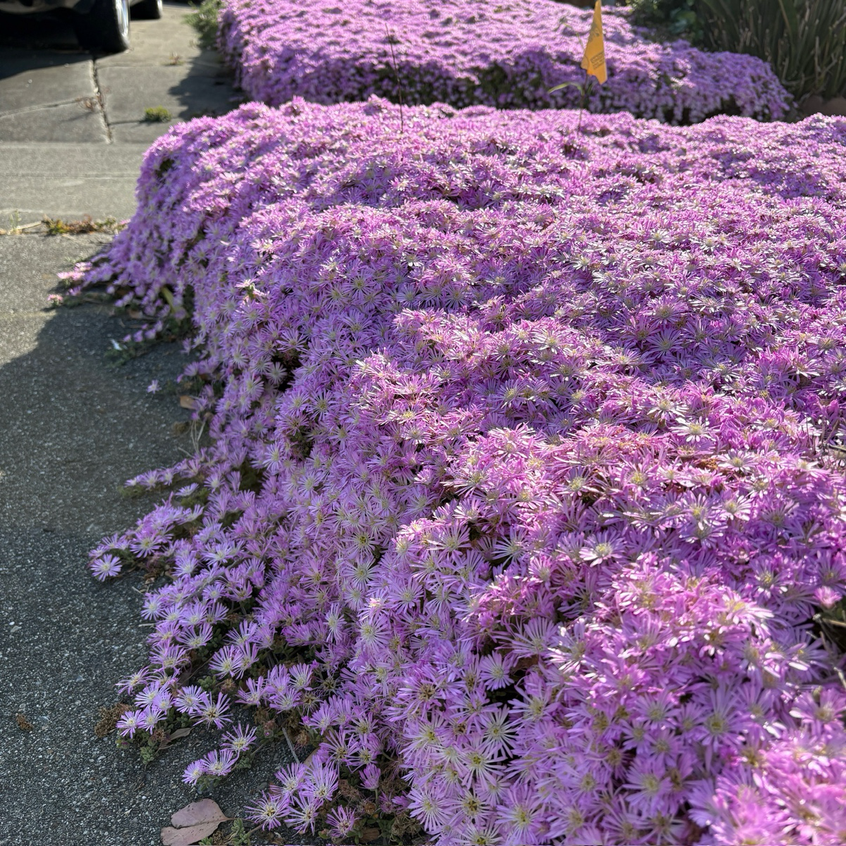 Lavender Ice Plant Ground Cover