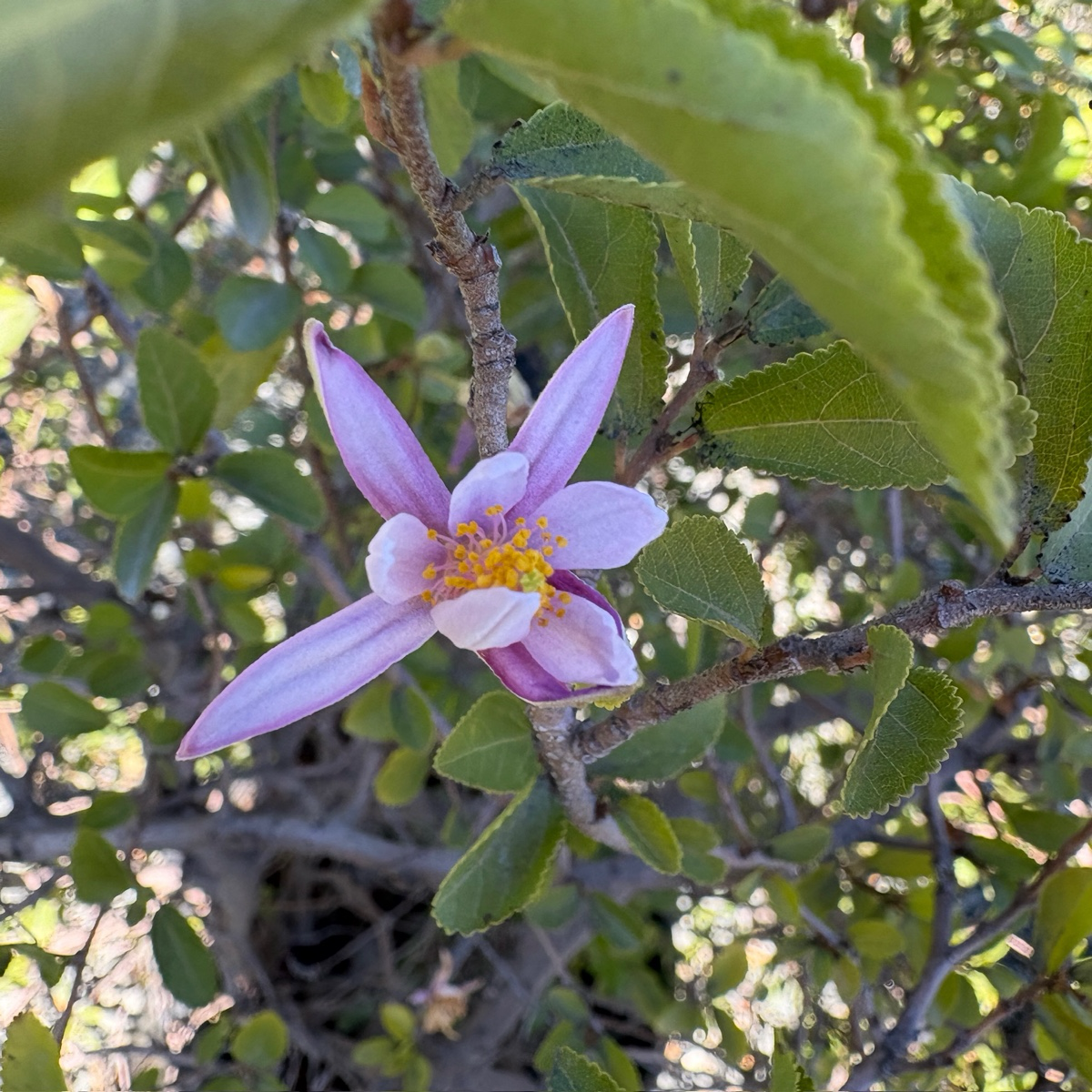 lavender flower shrub Lavender Starflower