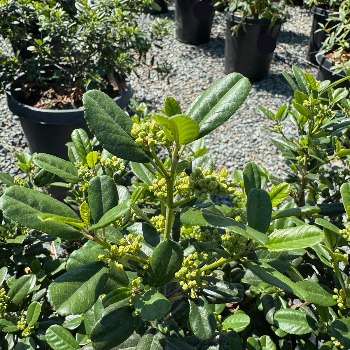 california potted plants Leatherleaf Coffeeberry California Native Evergreen Shrub – Victory Nursery