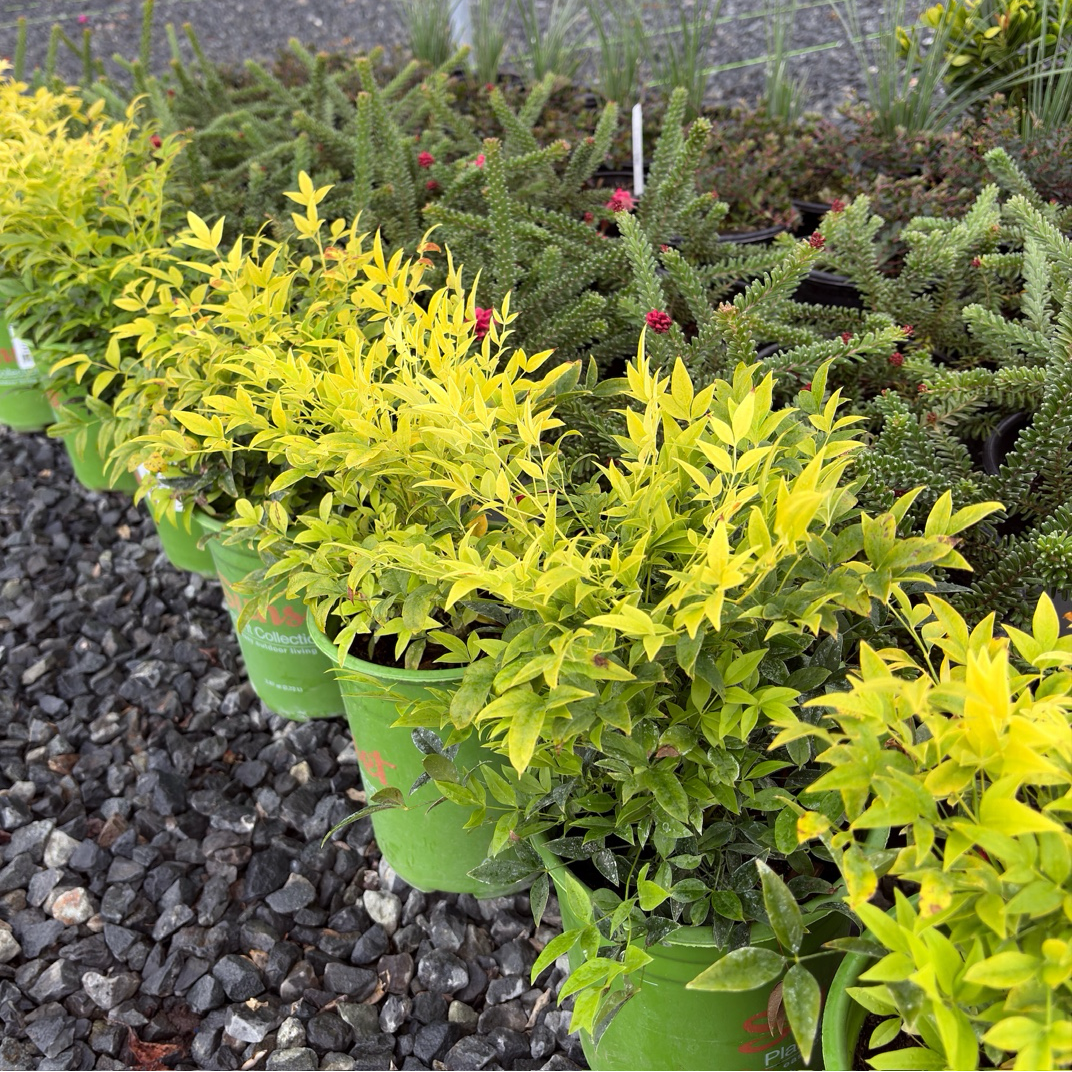 Nandina Domestica Magical Lemon And Lime - Heavenly Bamboo Shrub (2 litre pot)
