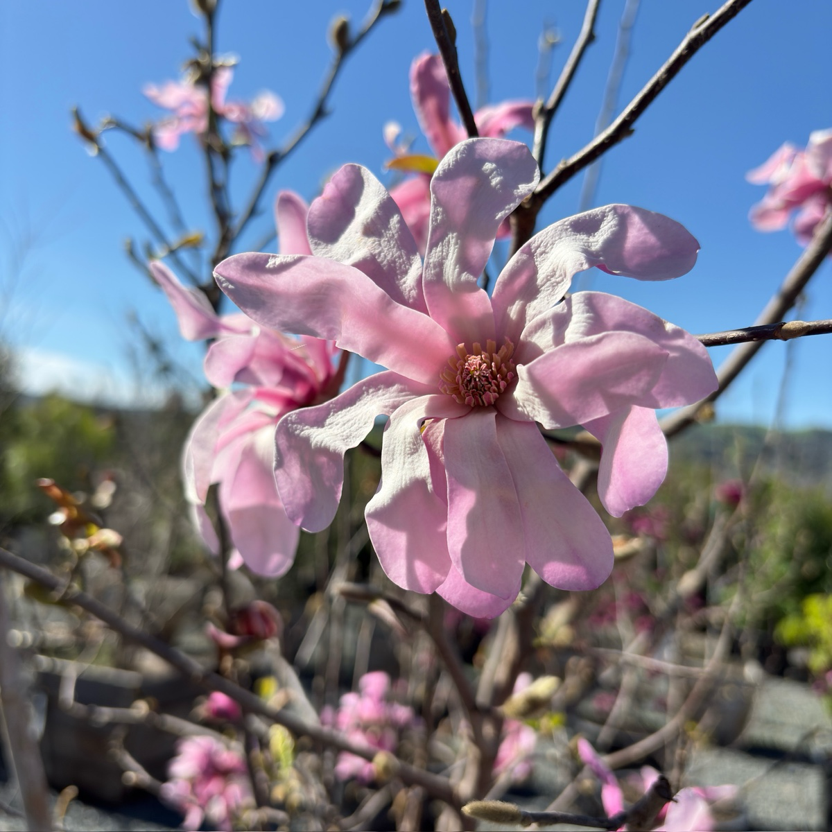 Leonard Messel Magnolia (Magnolia loebneri 'Leonard Messel