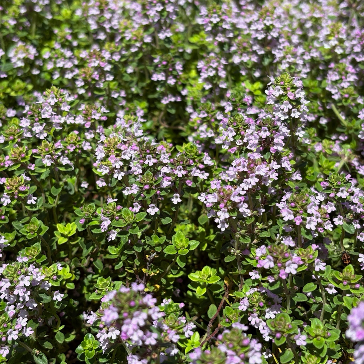 Lime Thyme Groundcover | Fragrant Evergreen Thyme Plant – Victory