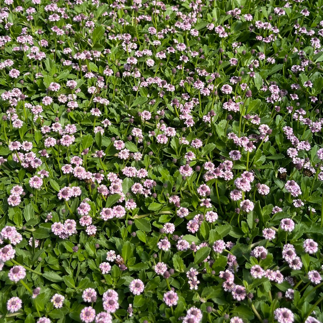 Lippia Groundcover (Phyla nodiflora) — Low-Water Lawn Alternative