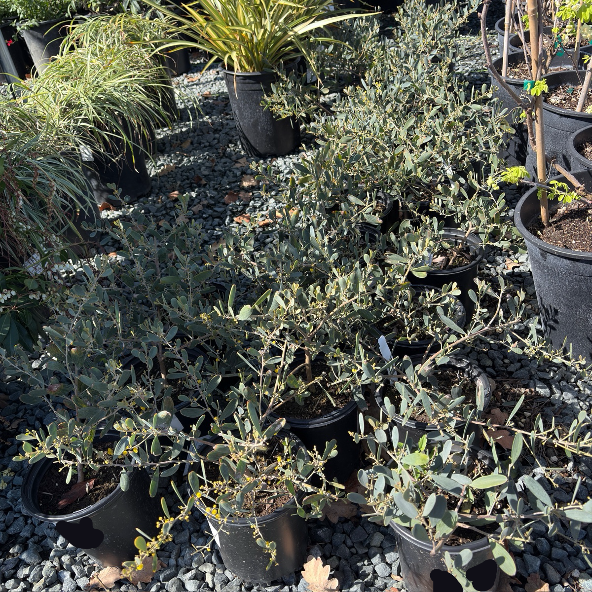 acacia house plant Low Boy Prostrate Acacia Groundcover