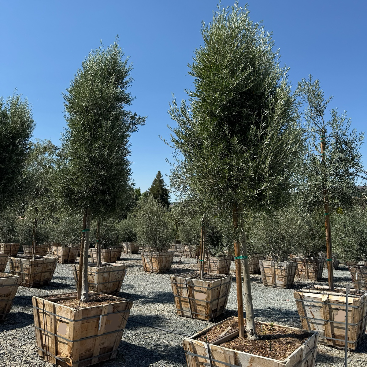 Majestic Beauty Olive Tree | Fruitless Evergreen Ornamental