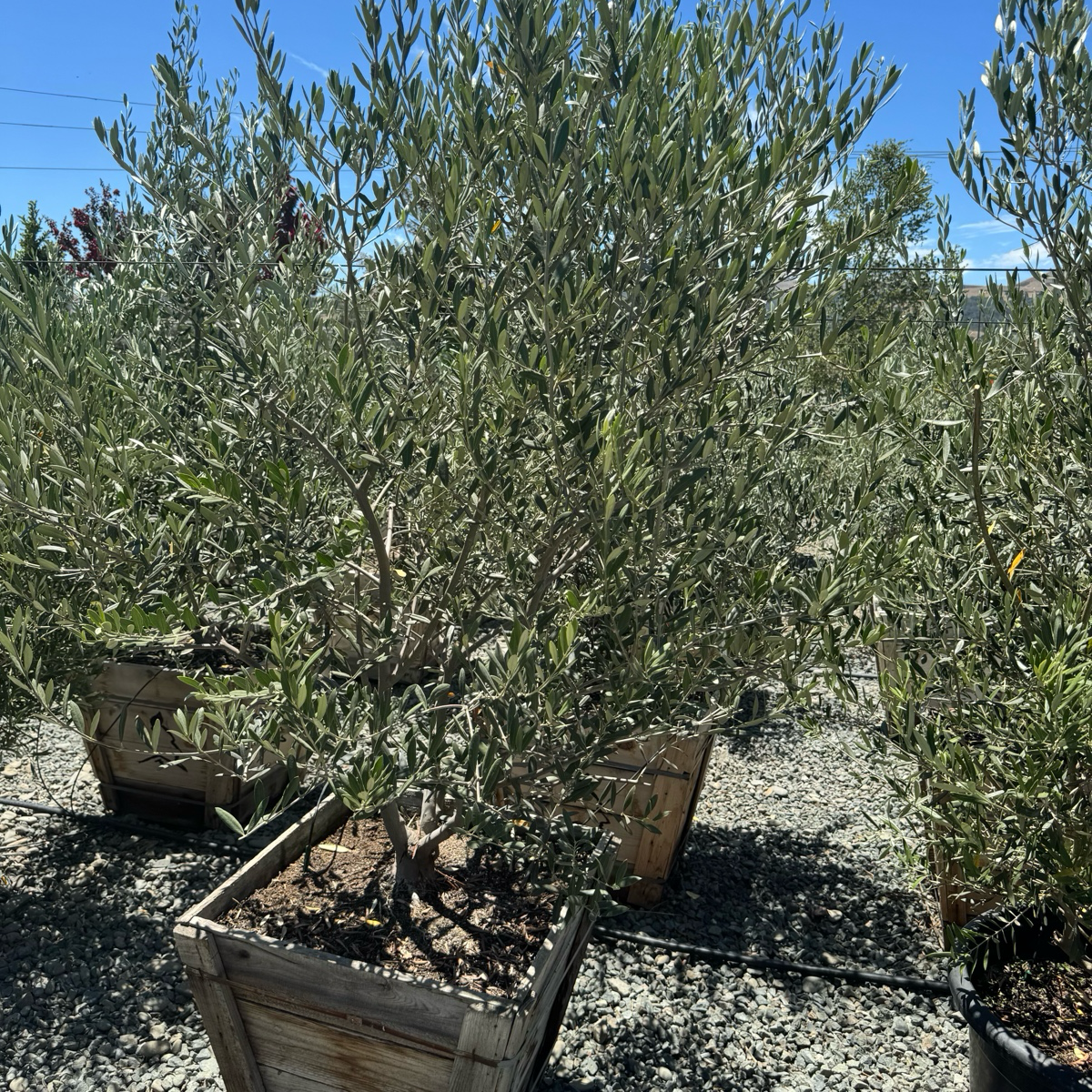 olive tree plants for sale Manzanillo Olive Tree