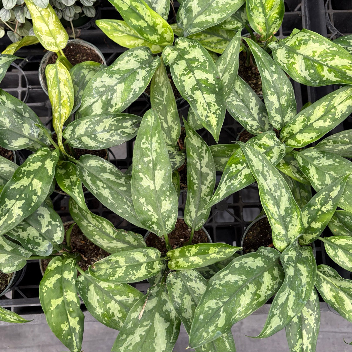 aglaonema unymanee variegated Maria Aglaonema
