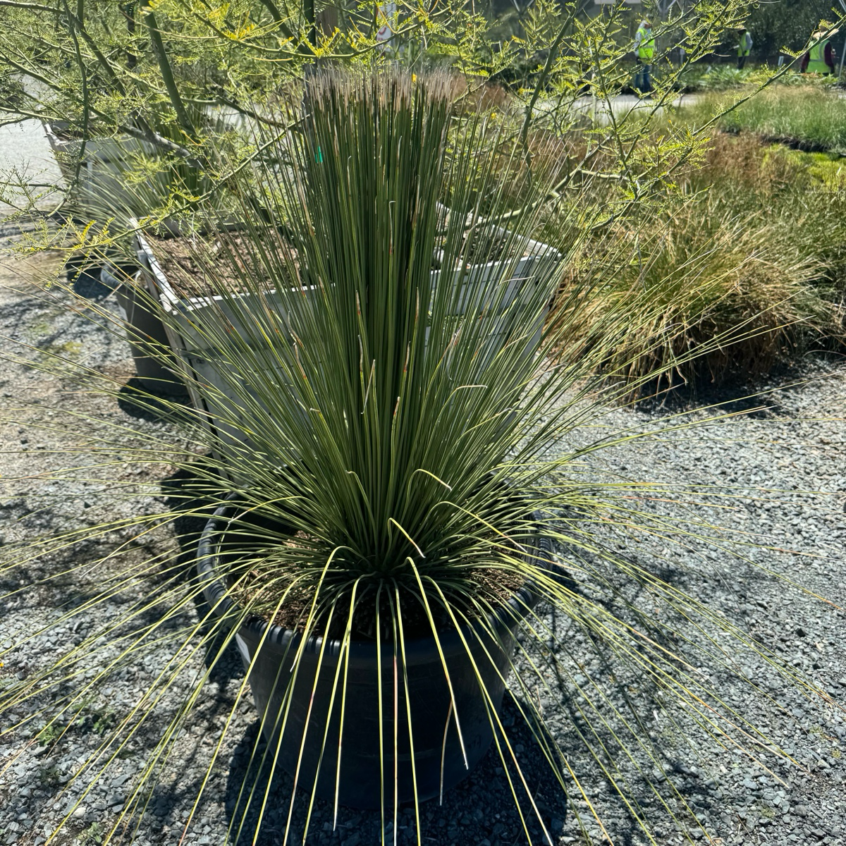 succulent grass like Mexican Grass Tree Desert