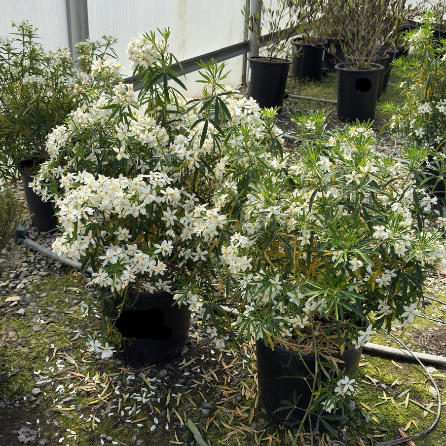 Mexican Orange Blossom | Fragrant White Flowering Evergreen
