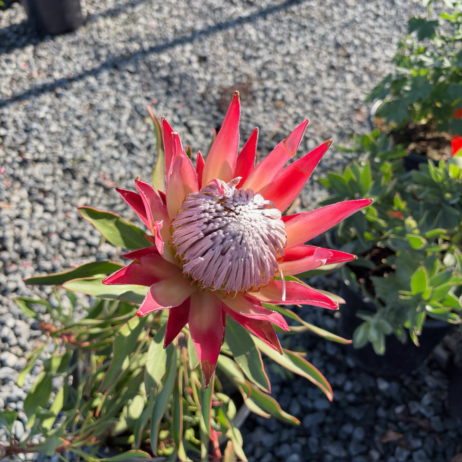 Mini King Protea Plant