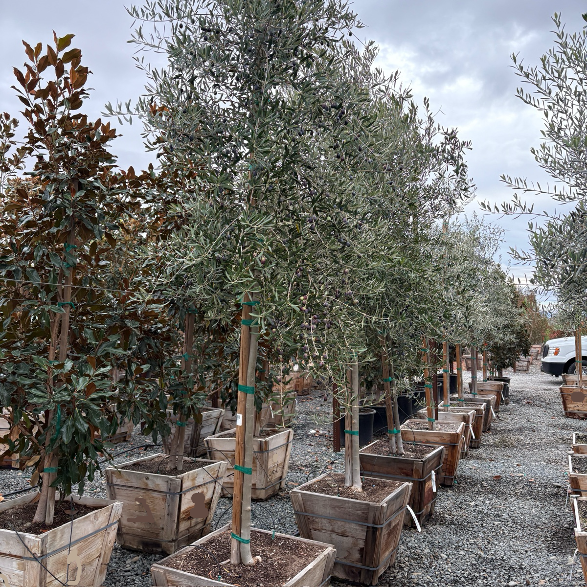 Mission Fruiting Olive Tree | Classic Snacking Olive Variety