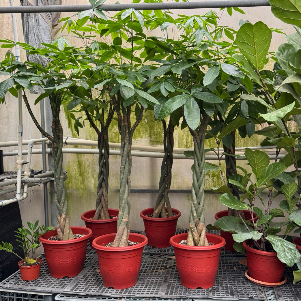 money tree nursery near me Money Tree