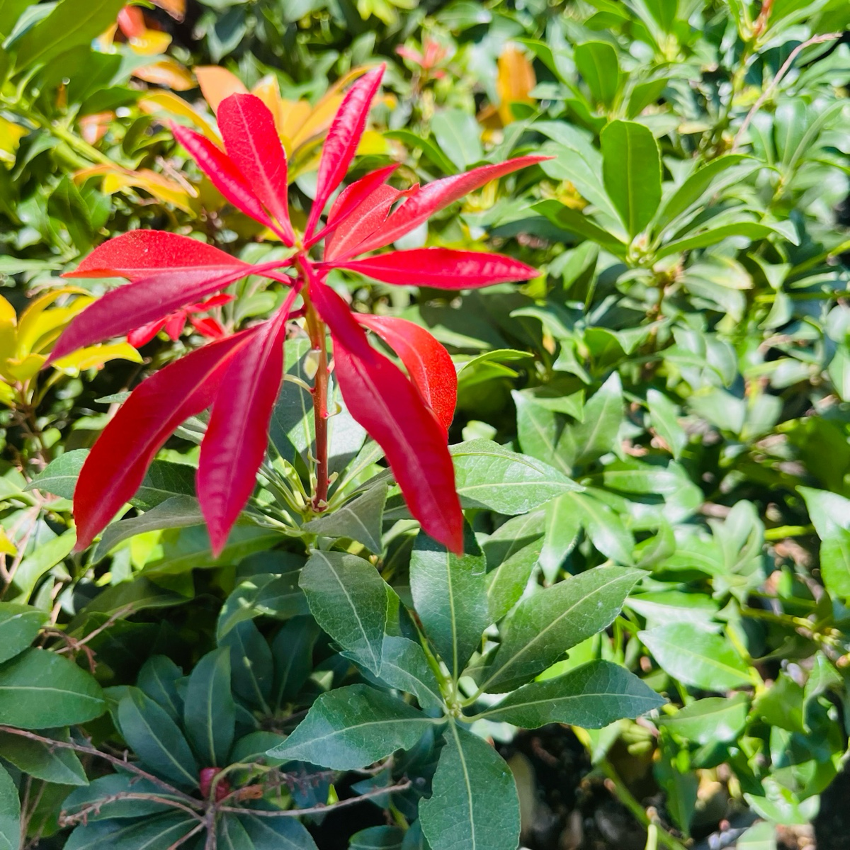 Mountain Fire Pieris