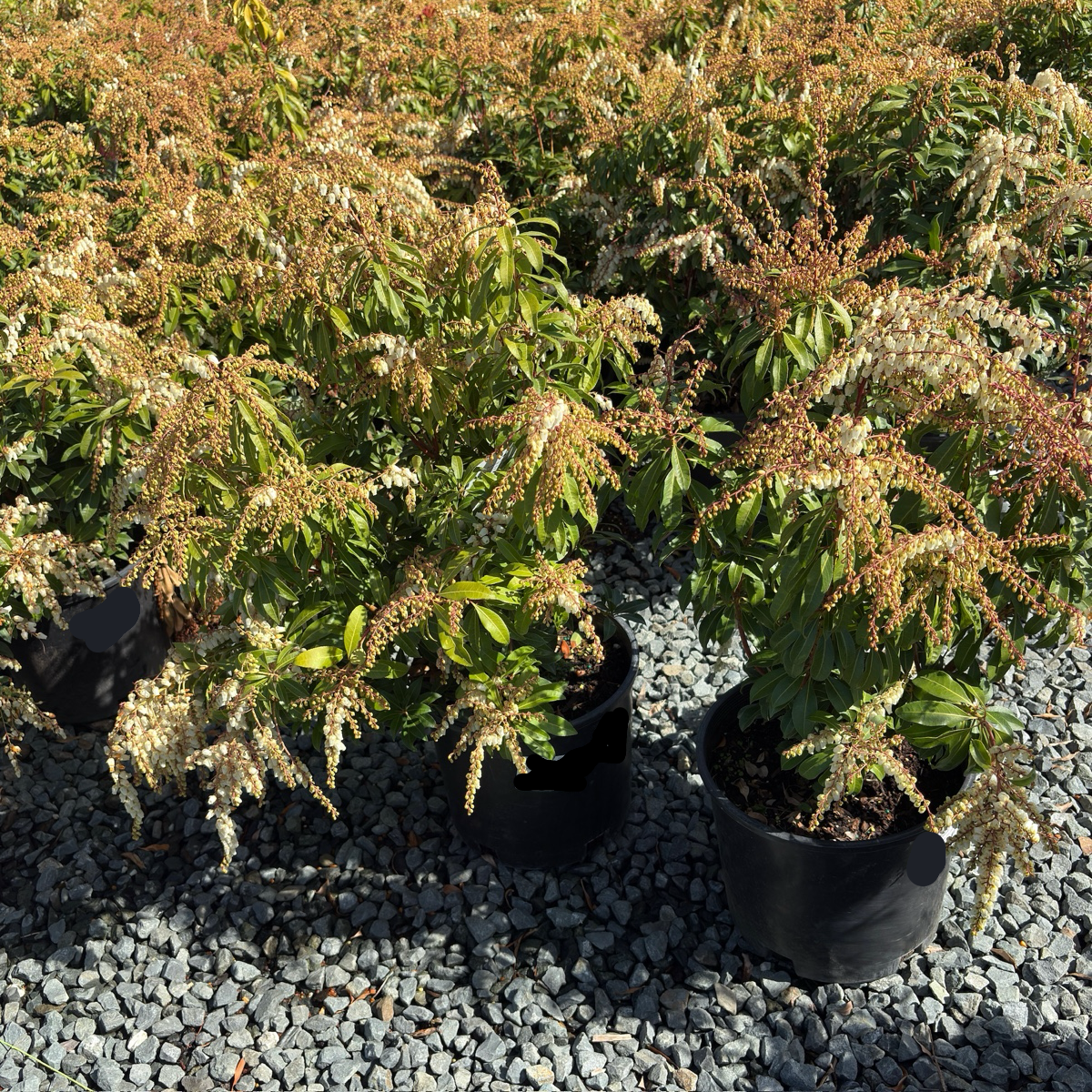 Mountain Fire Pieris | Red New Growth & White Spring Flowers