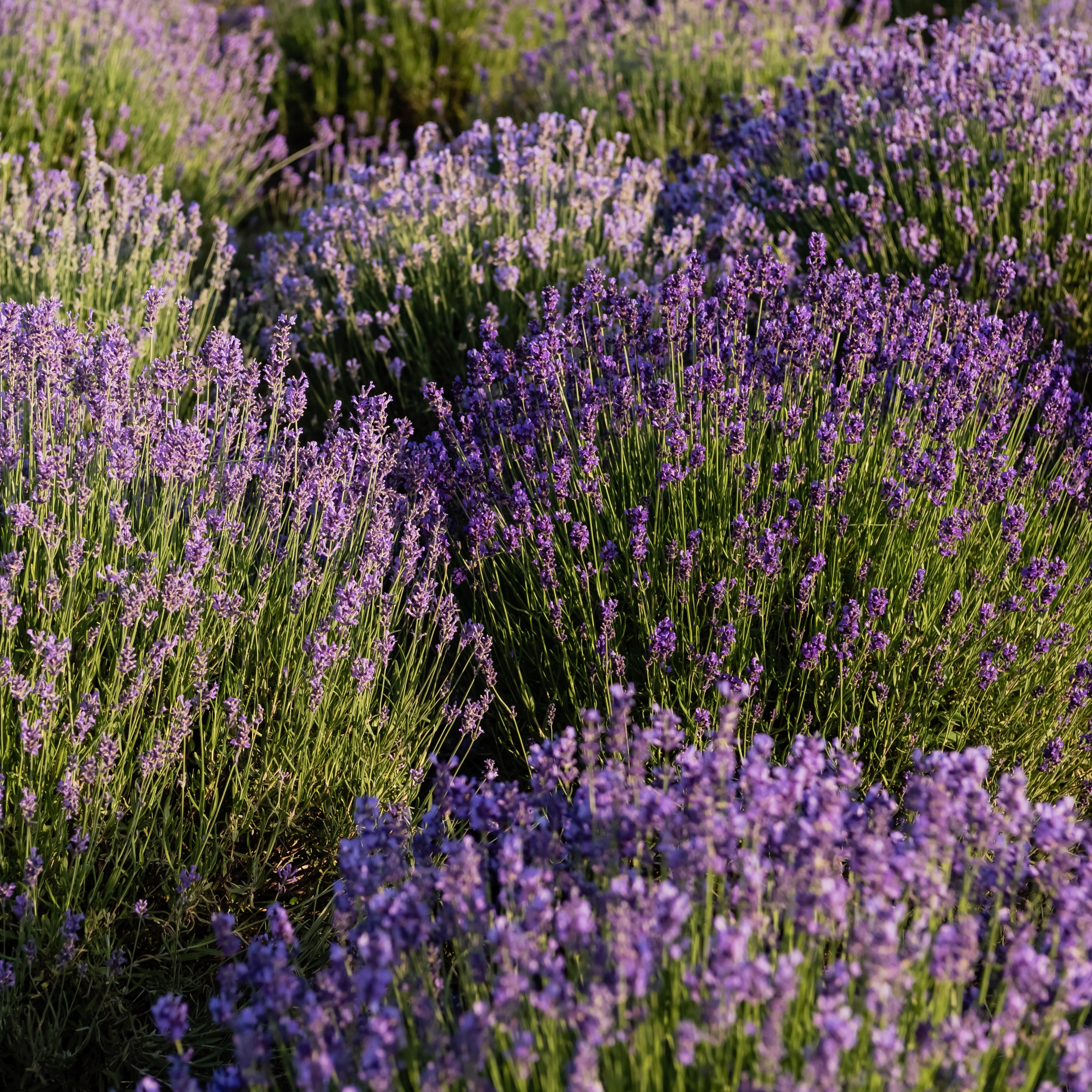 Munstead English Lavender