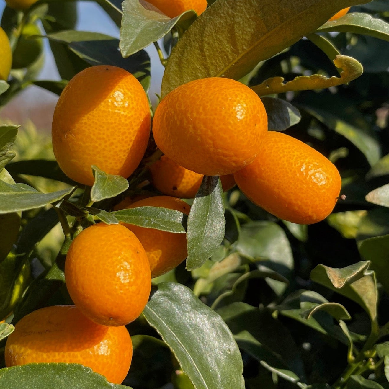 kumquat plant Nagami Kumquat Tree