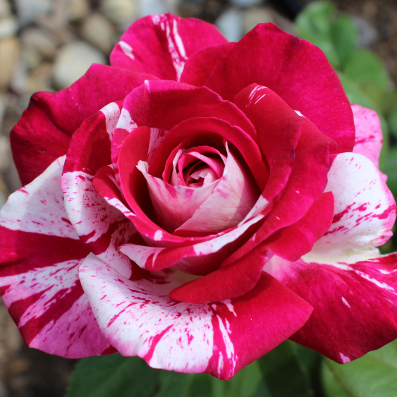 Neil Diamond Hybrid Tea Rose | Deep Pink Fragrant Blooms – Victory
