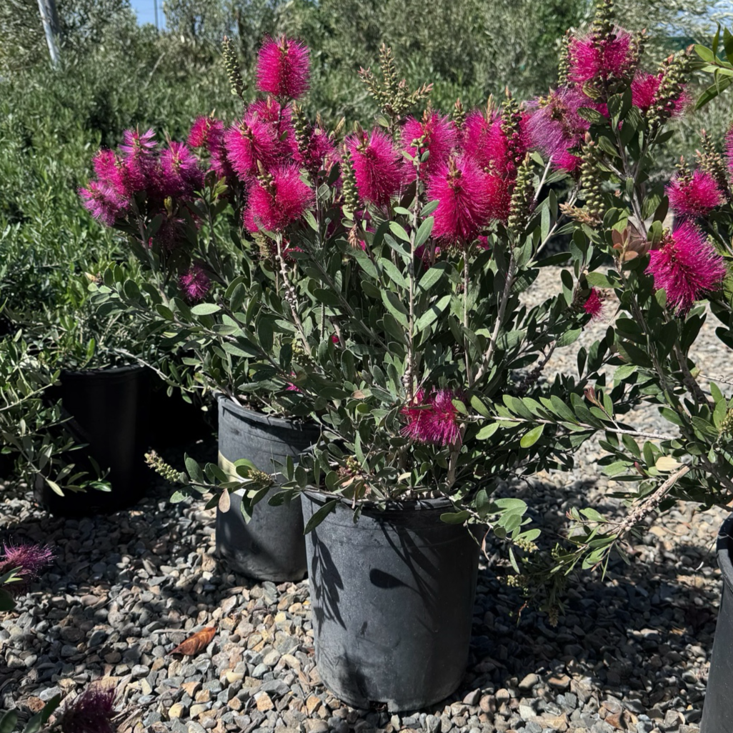 callistemon plant Neon Pink Bottlebrush