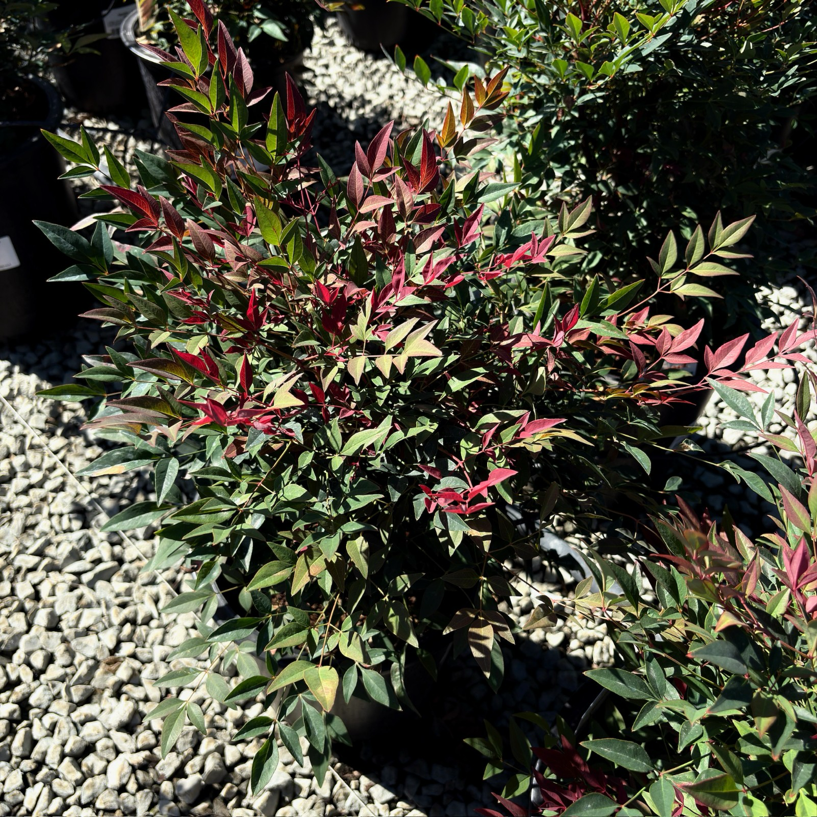 plant box depot 48