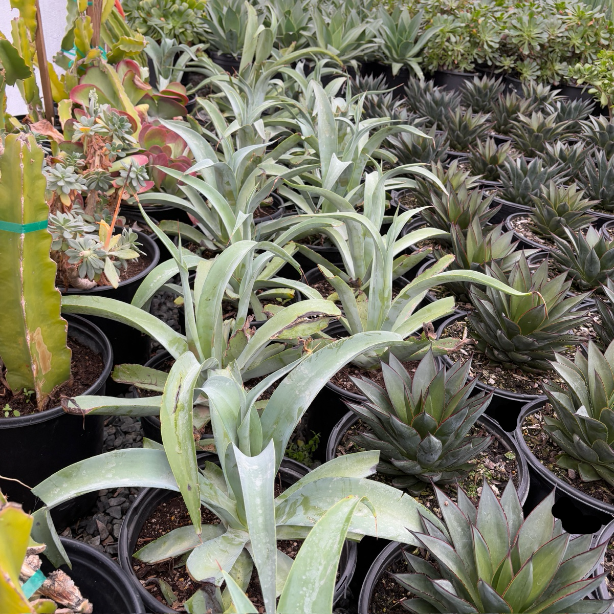 octopus agave Octopus Agave
