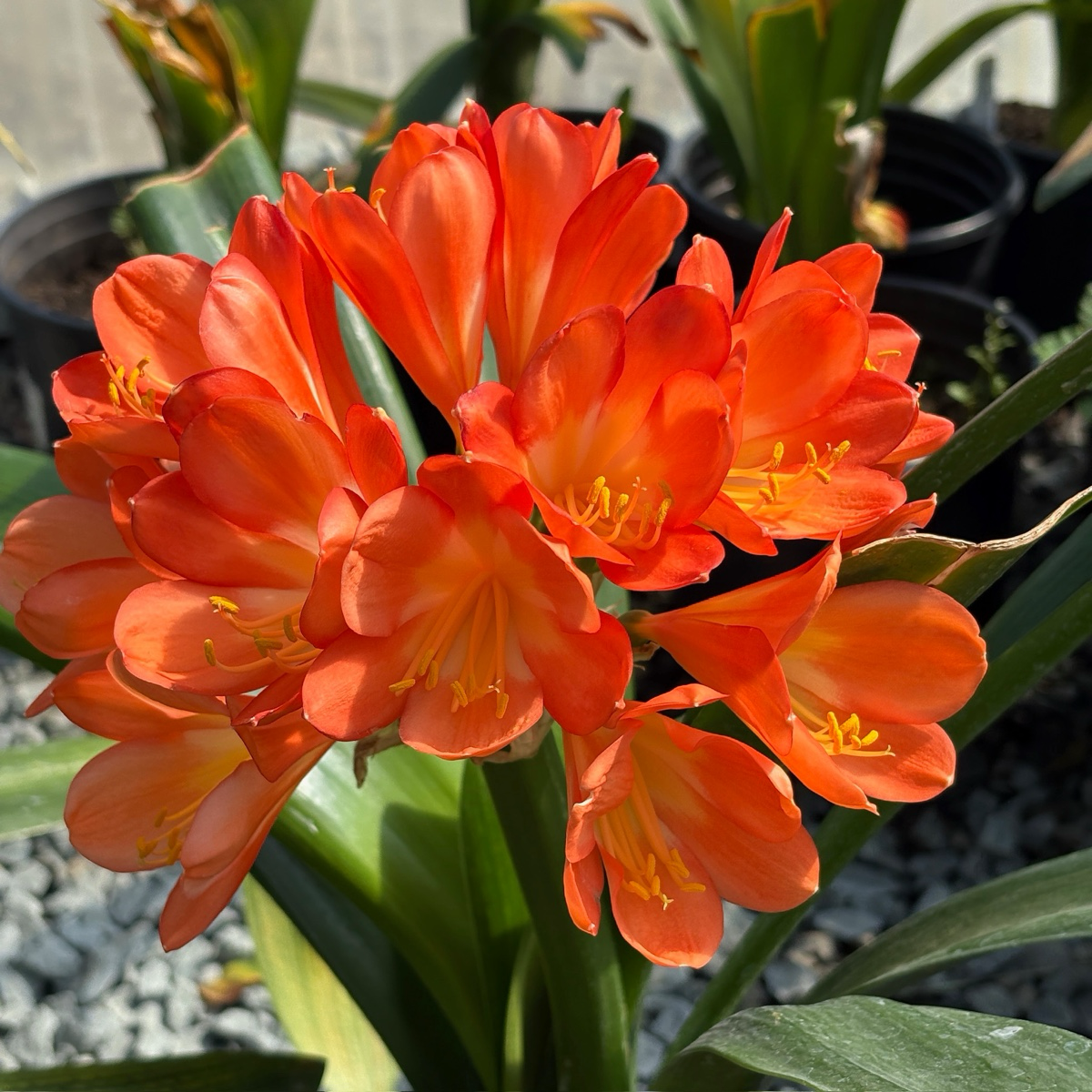 Orange Belgian Hybrid Bush Lily | Bold Shade Flowering Plant