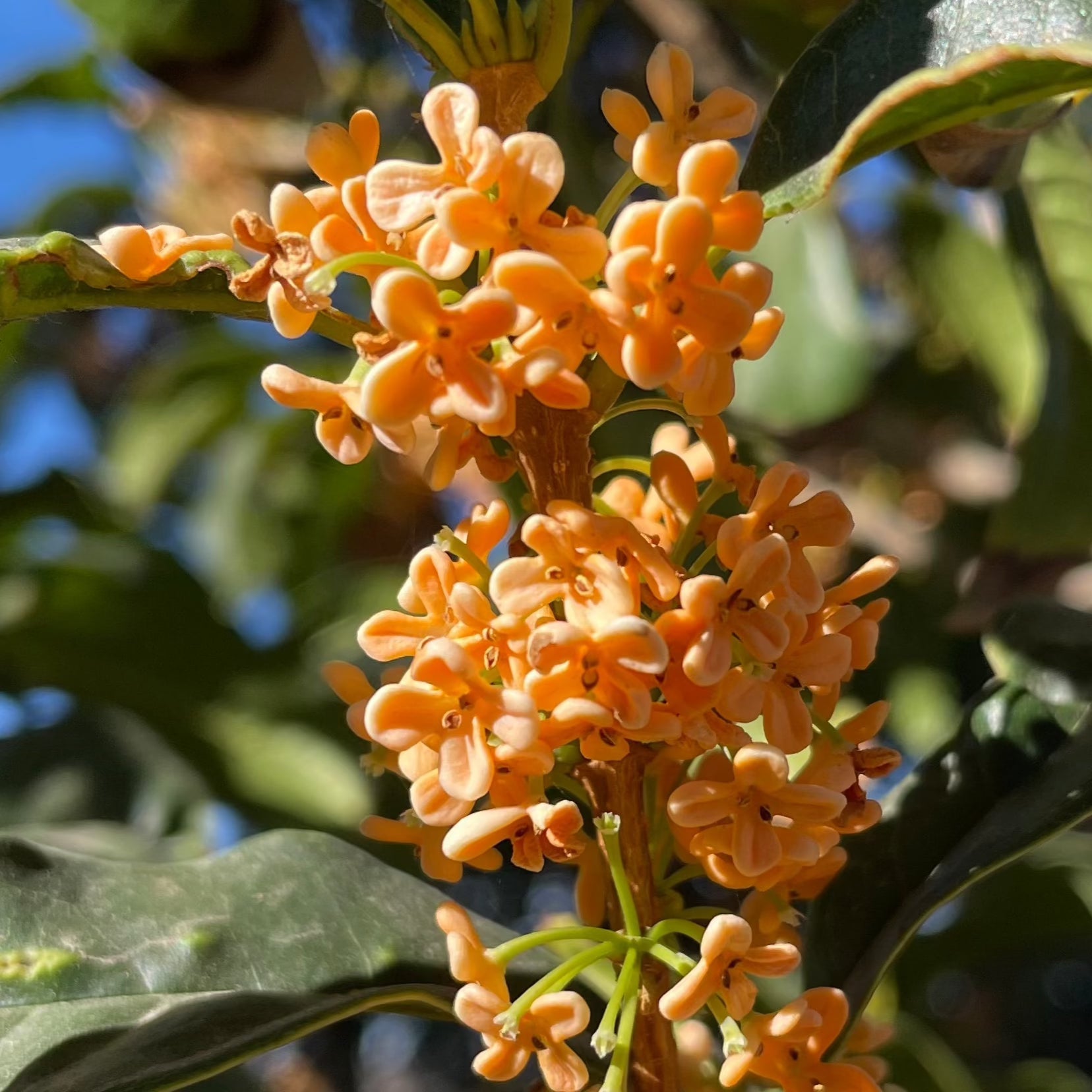 Orange Sweet Olive (Osmanthus fragrans) | Fragrant Evergreen Shrub