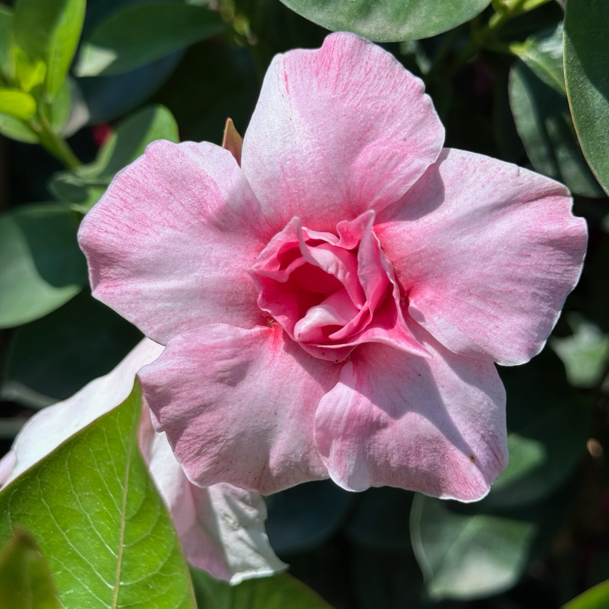 Sun Parasol® Original XP Double Pink Blush Mandevilla | Double