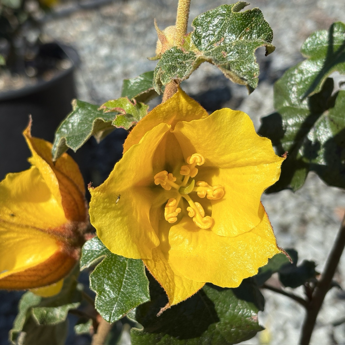 Pacific Sunset Hybrid Flannel Bush | Evergreen California Shrub