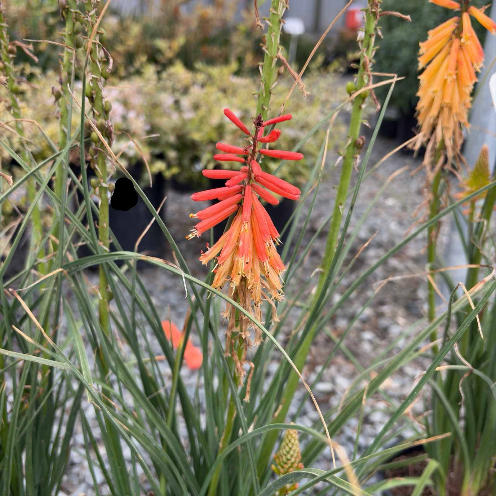 Papaya Popsicle Red-Hot Poker | Dwarf Vibrant Orange Flower Spikes